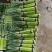 山东红帽蒜苔大量上市诚信经营质量保证优质商家