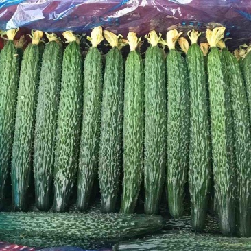 自家种植黄瓜需要的联系