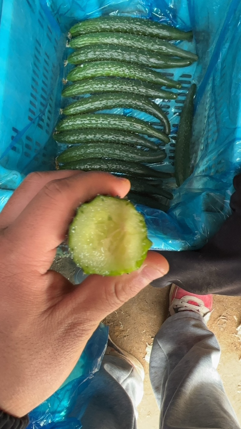 自家种植黄瓜需要的联系
