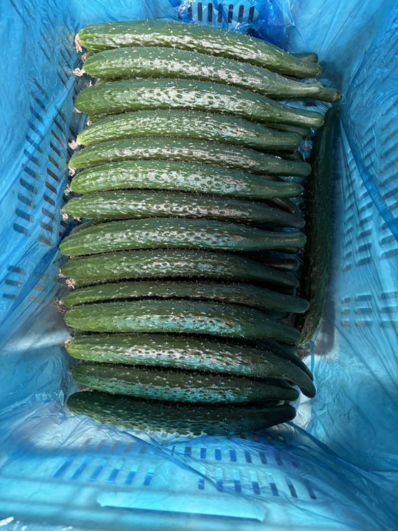 自家种植黄瓜需要的联系