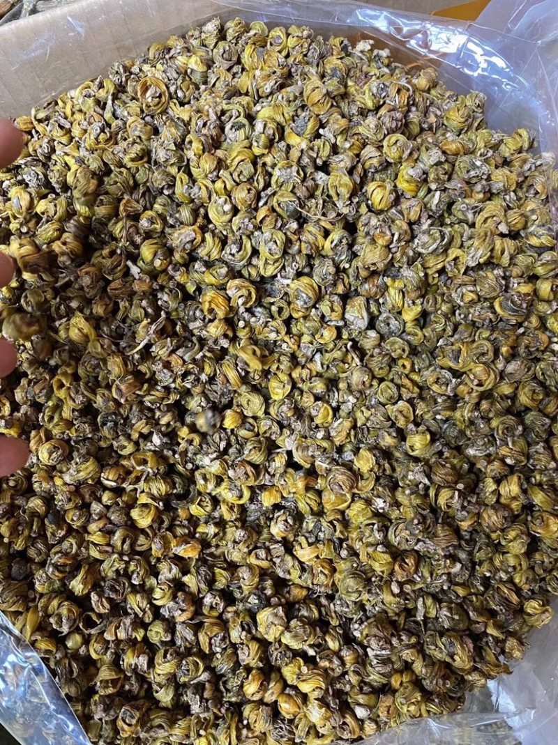 正宗野生岩珠石斛现图发货。质量保证货比三家