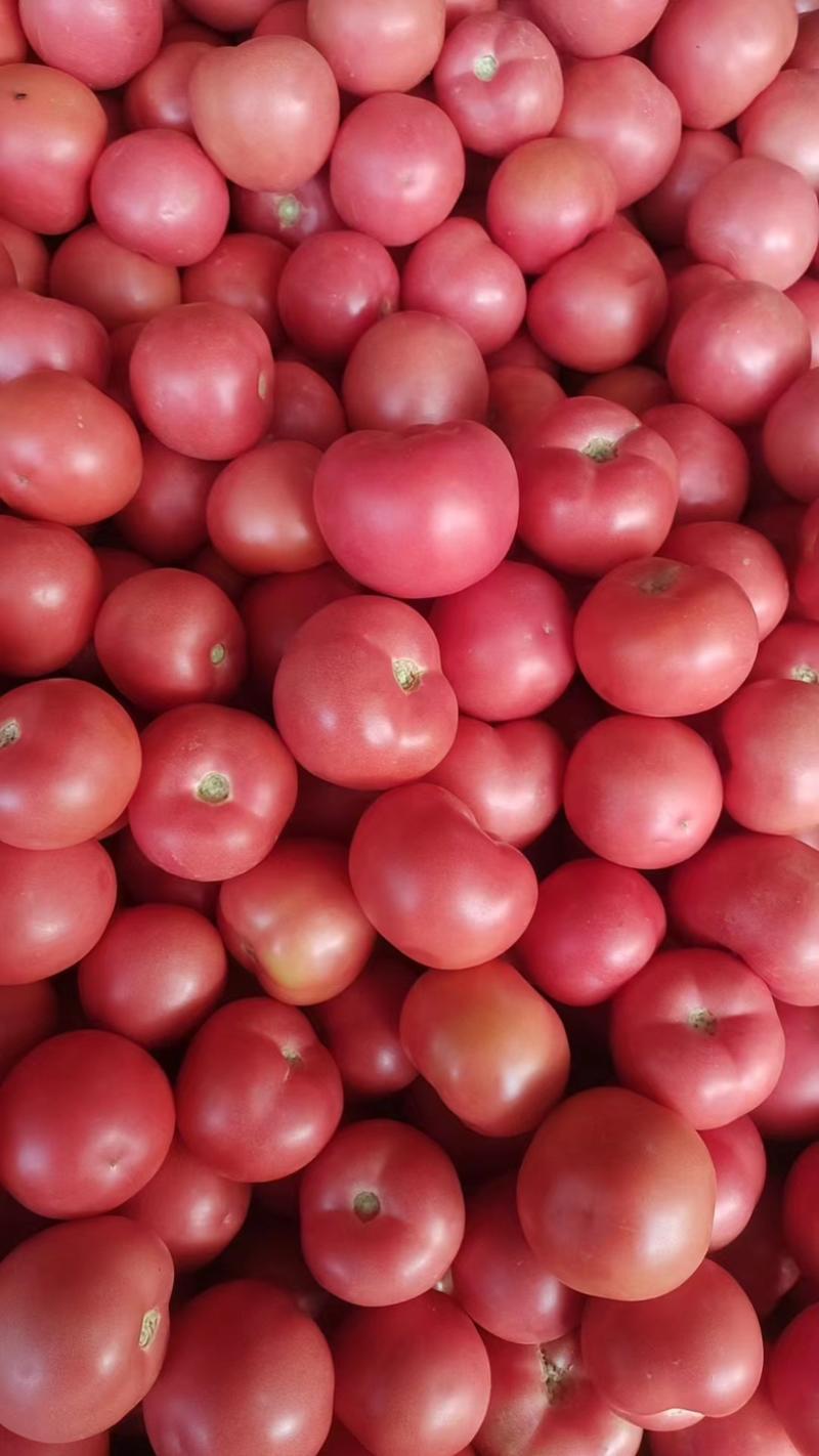 西红柿，产地直销，大量有货，欢迎各位老板采购