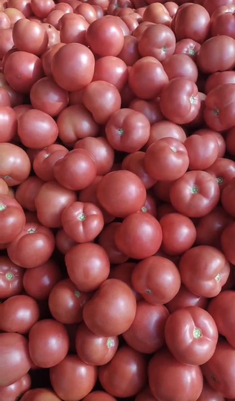 西红柿，产地直销，大量有货，欢迎各位老板采购
