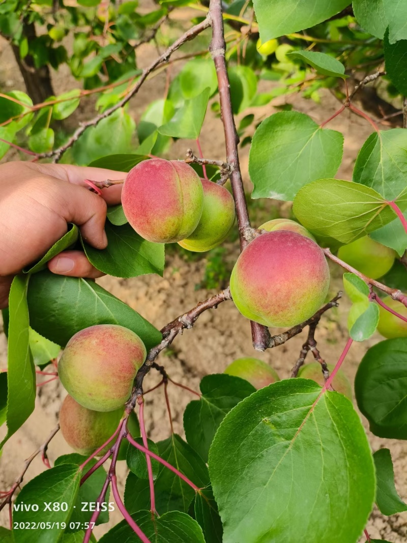 陕西杏，大红杏，大荔红梅杏，大荔太平红杏，可代发全国各地