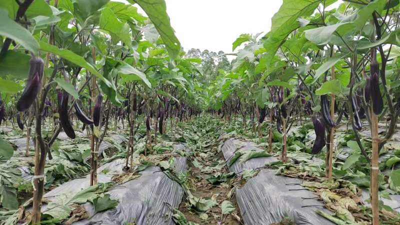 广东精品长茄子红茄产地一手货源量大，品质好对接各大渠道。
