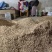 湖北优质纯无硫麦冬可煲汤泡茶入药产地直销批发零售视频看货