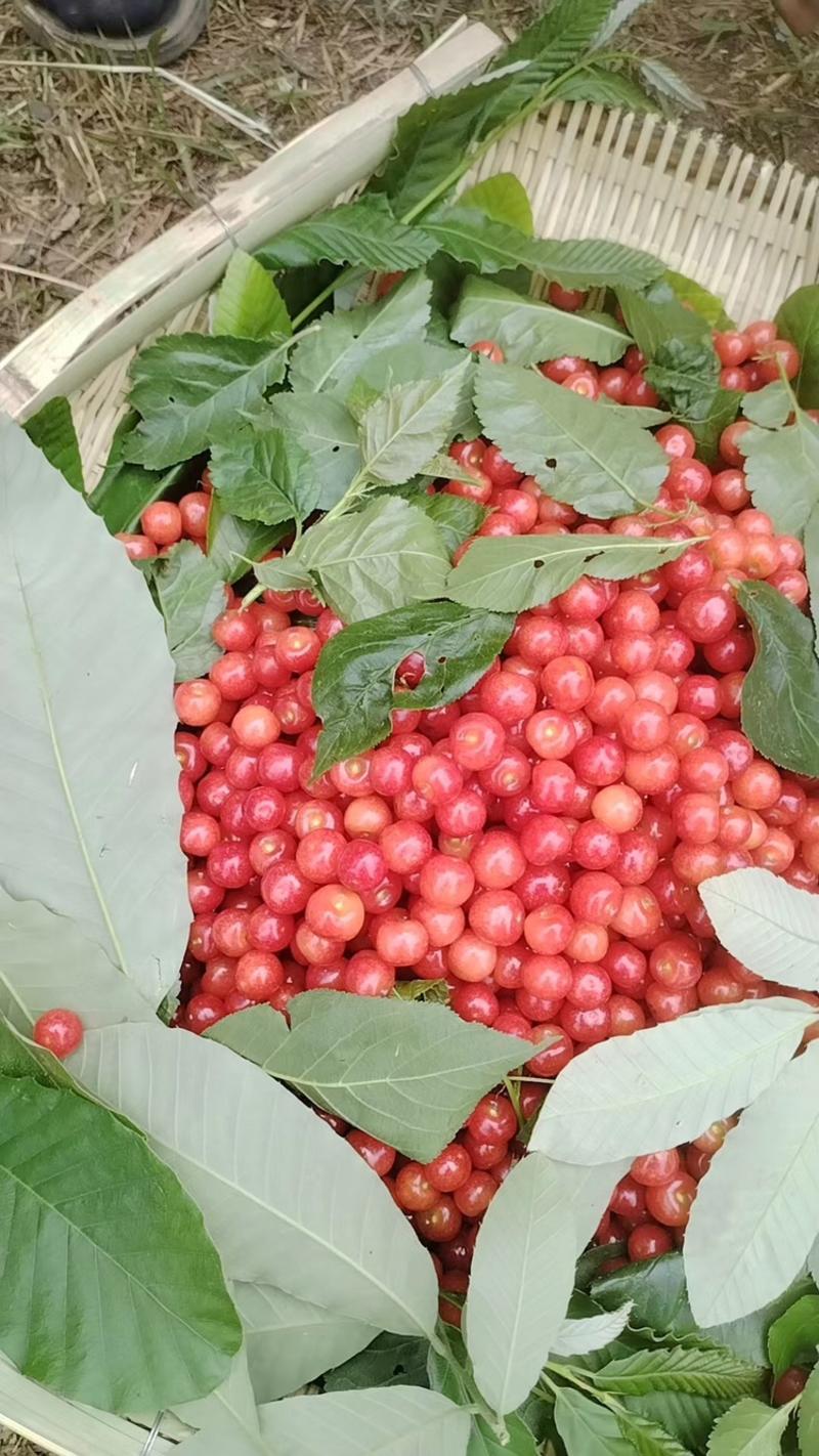 四川精品红灯樱桃，品质好，产地一手货源可视频看货