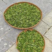 高山六垌野生茶，广西桂林特产，手工制作，茶气足底蕴浓。