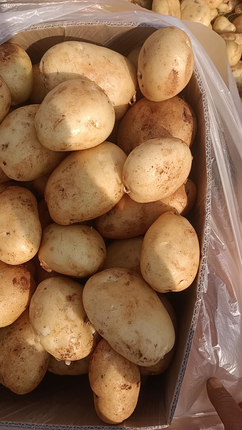 云南文山土豆丽薯大量上市