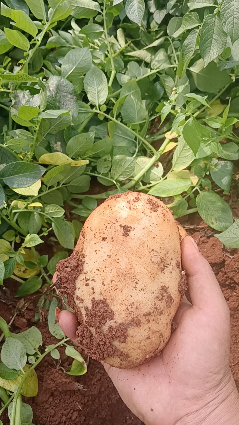 云南文山土豆丽薯大量上市