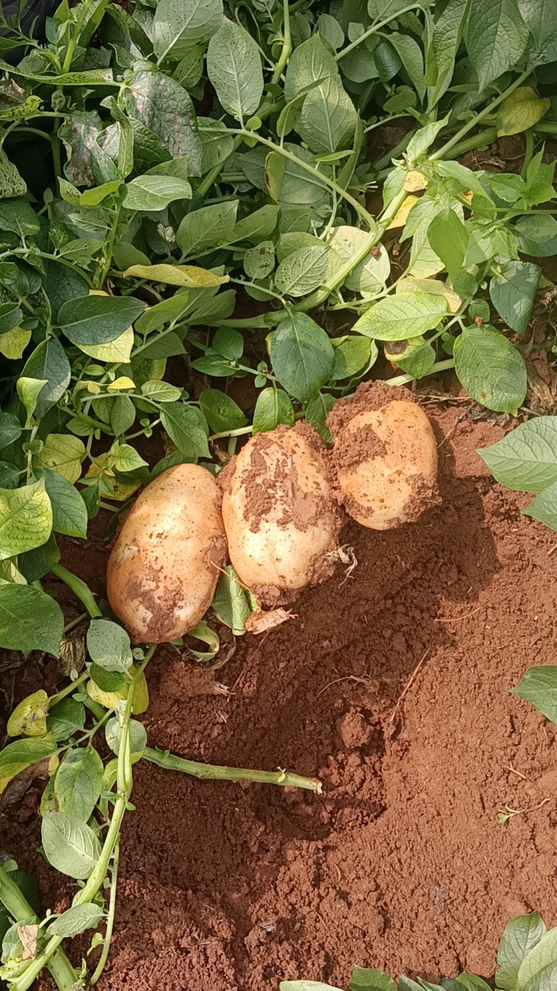 云南文山土豆丽薯大量上市