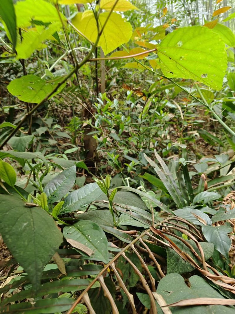 高山六垌野生茶，广西桂林特产，手工制作，茶气足底蕴浓。