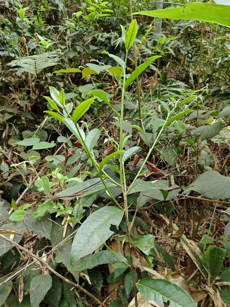 高山六垌野生茶，广西桂林特产，手工制作，茶气足底蕴浓。