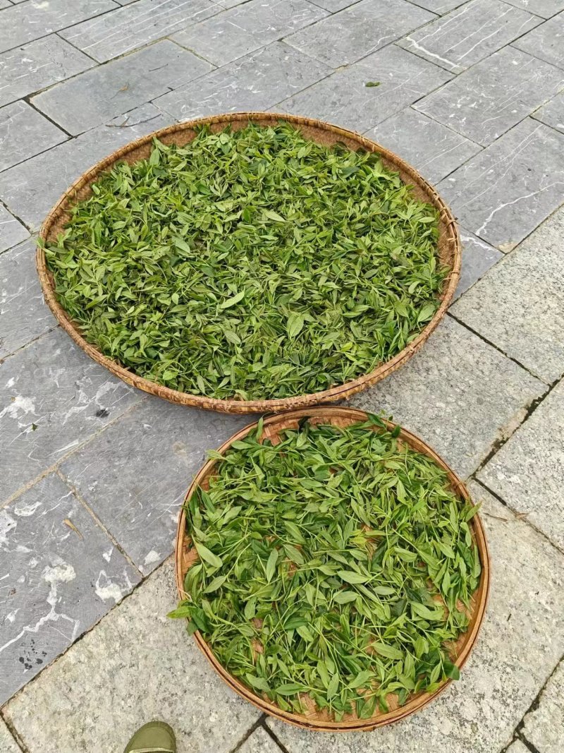 高山六垌野生茶，广西桂林特产，手工制作，茶气足底蕴浓。