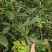 高山六垌野生茶，广西桂林特产，手工制作，茶气足底蕴浓。