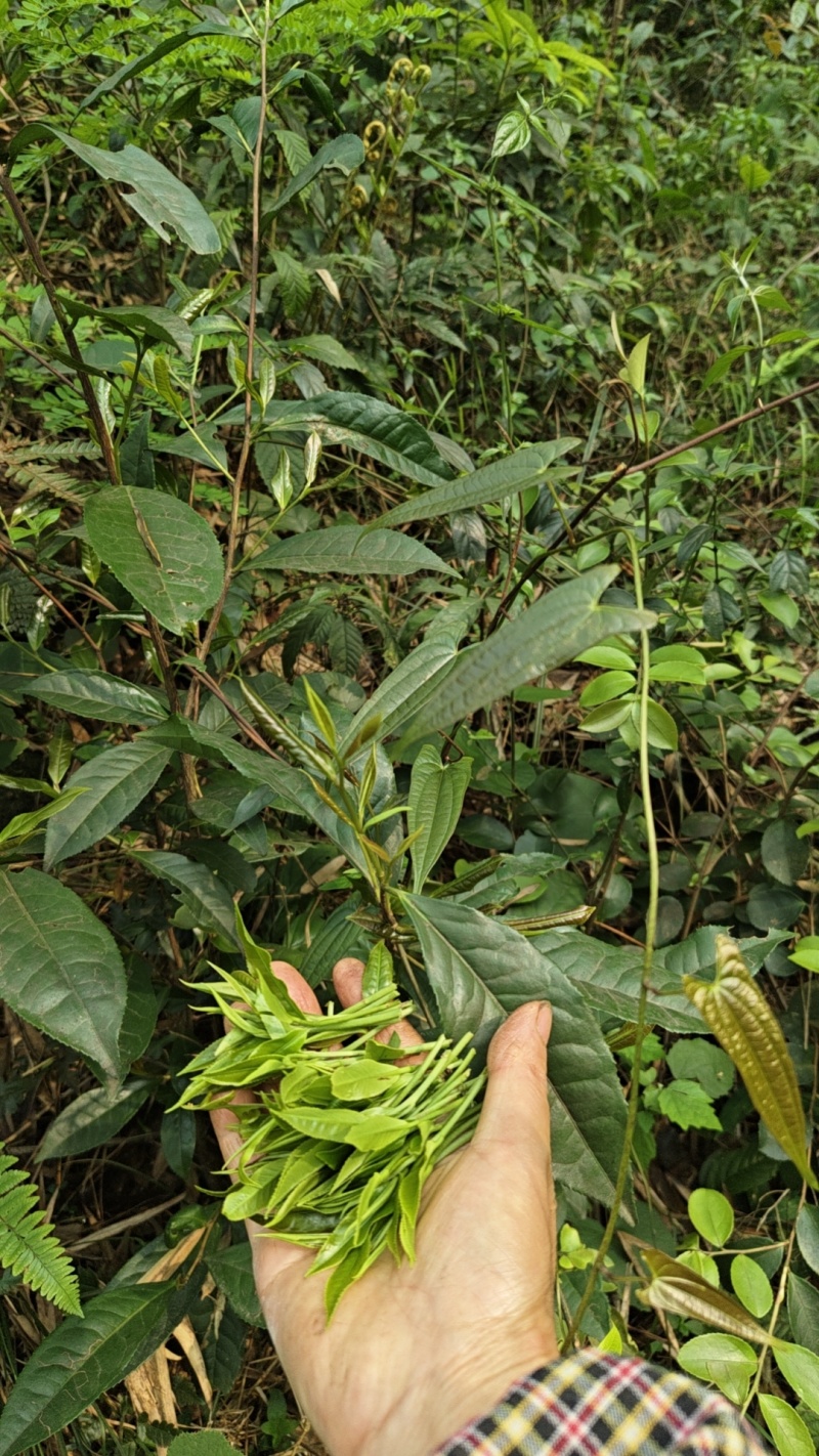 高山六垌野生茶，广西桂林特产，手工制作，茶气足底蕴浓。