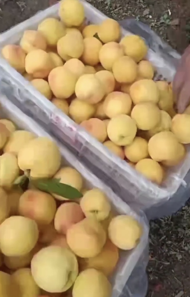 套袋黄金蜜，大量供应市场，电商，各大平台，出口，可发货