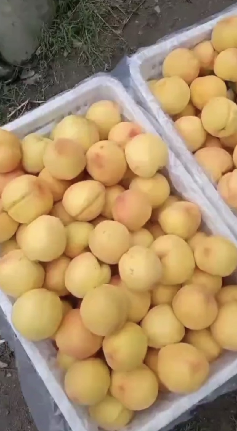 套袋黄金蜜，大量供应市场，电商，各大平台，出口，可发货