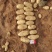 黄皮黄心土豆希森沃土土豆V7大丰中薯小土豆荷兰十五大土豆