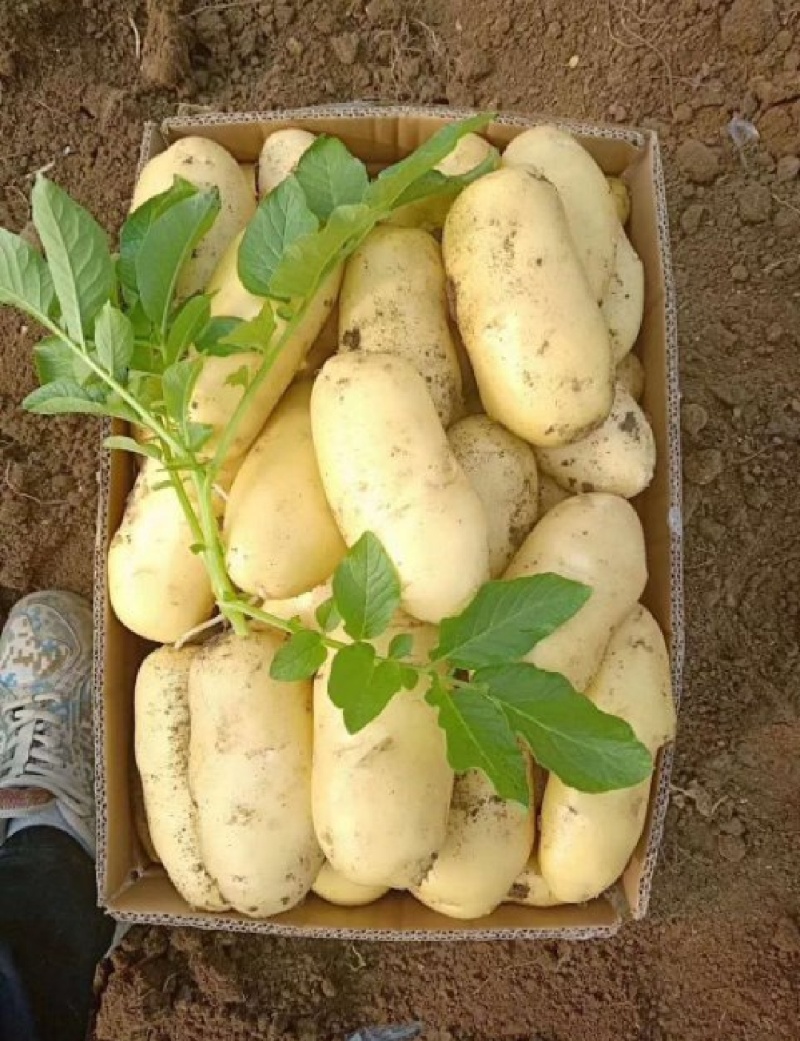 黄皮黄心土豆希森沃土土豆V7大丰中薯小土豆荷兰十五大土豆