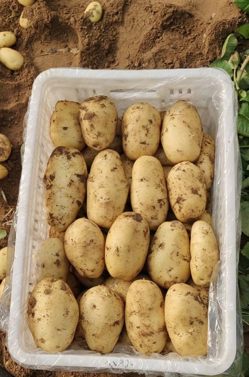 黄皮黄心土豆希森沃土土豆V7大丰中薯小土豆荷兰十五大土豆