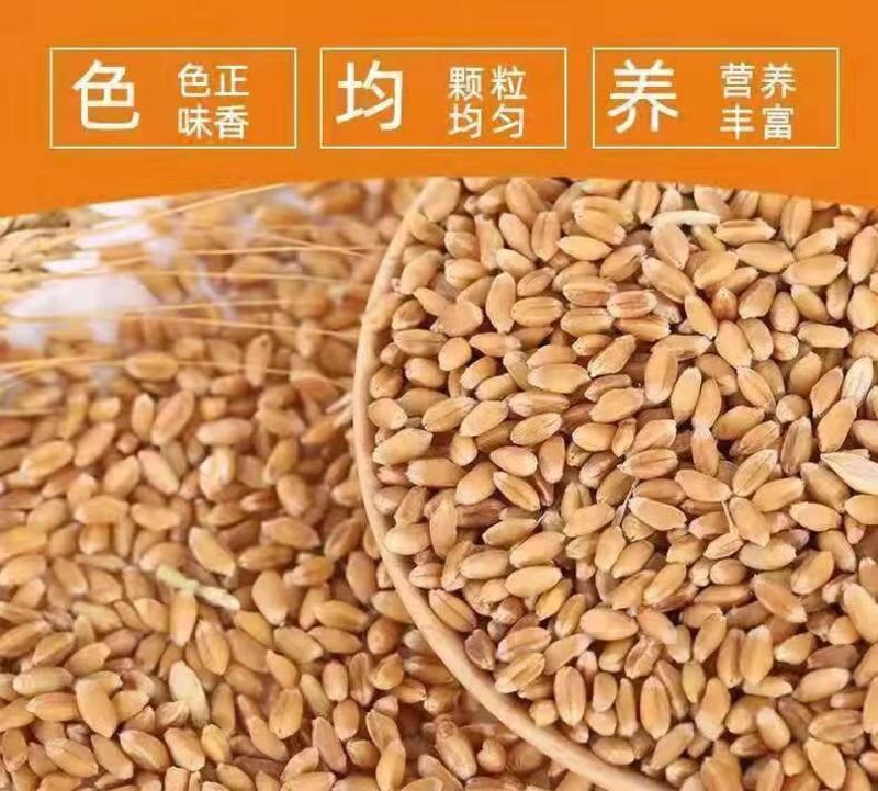 新小麦精挑细选，发芽率高，当年新麦大量供应