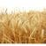 新小麦精挑细选，发芽率高，当年新麦大量供应