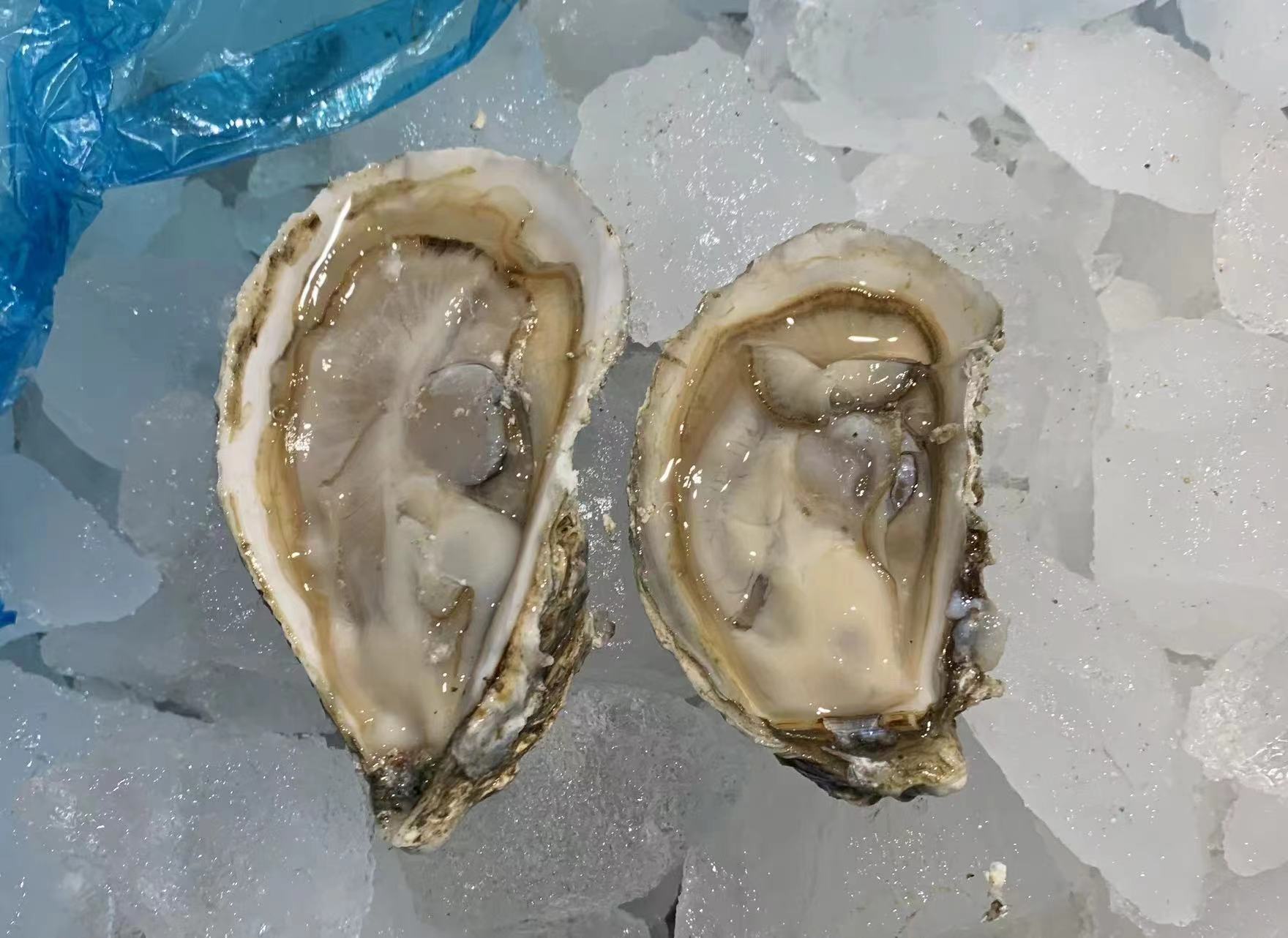 生蚝特写