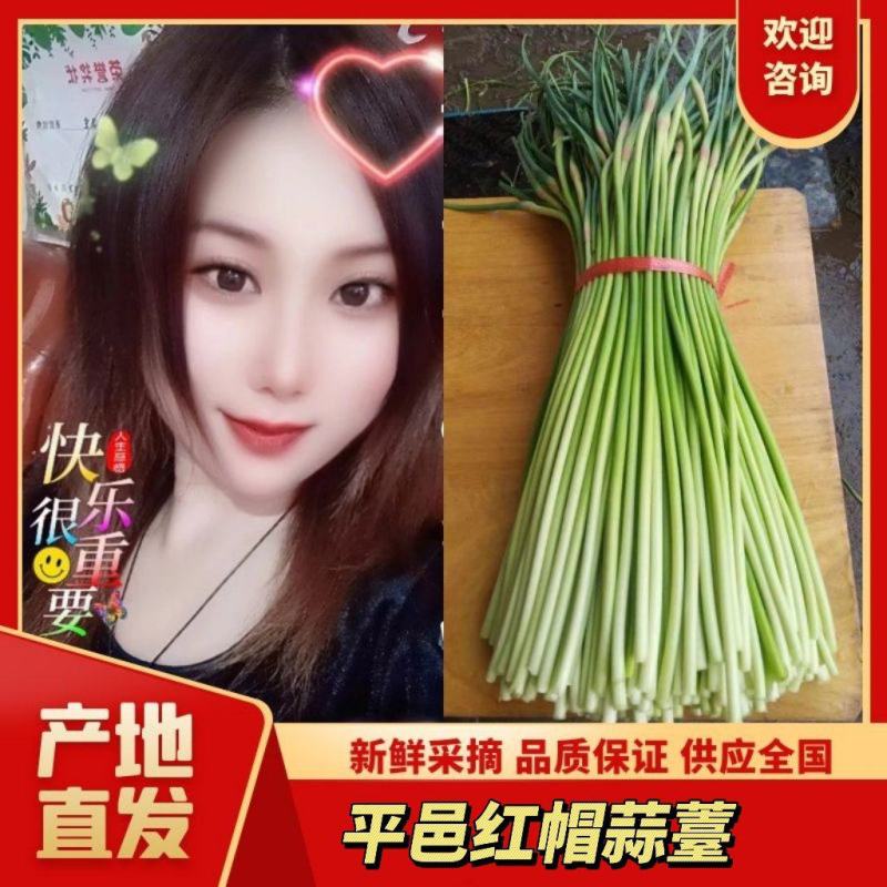 山东蒜苔红帽蒜薹现摘现发货长度20到30之间不打水打代发