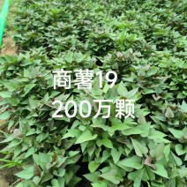 商薯苗商薯19号，育苗基地直供优质脱毒红薯苗发全国