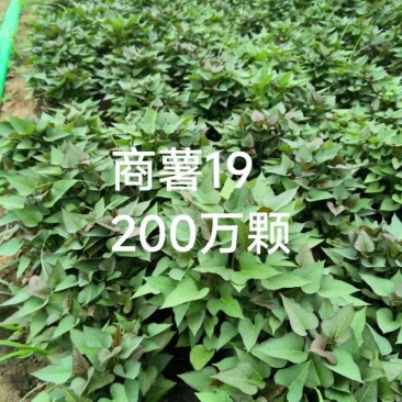 商薯苗商薯19号，育苗基地直供优质脱毒红薯苗发全国