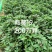 商薯苗商薯19号，育苗基地直供优质脱毒红薯苗发全国