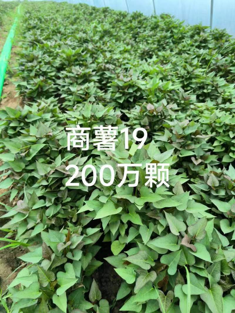 商薯苗商薯19号，育苗基地直供优质脱毒红薯苗发全国