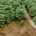 商薯苗商薯19号，育苗基地直供优质脱毒红薯苗发全国