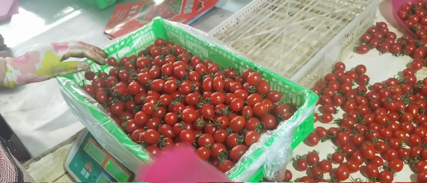 圣女果果实特写