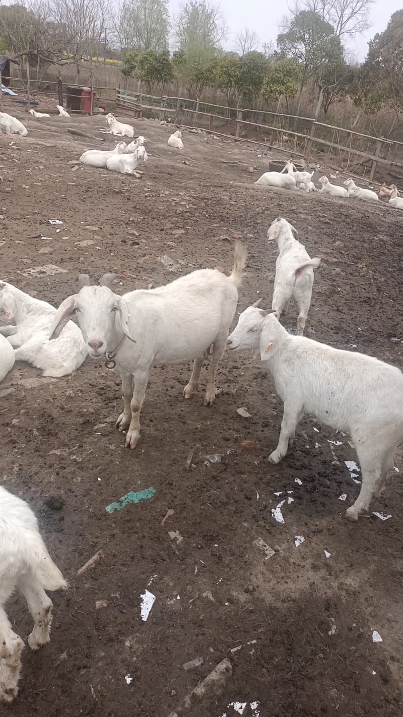 农家养的本地白山羊，适合下崽的大母羊