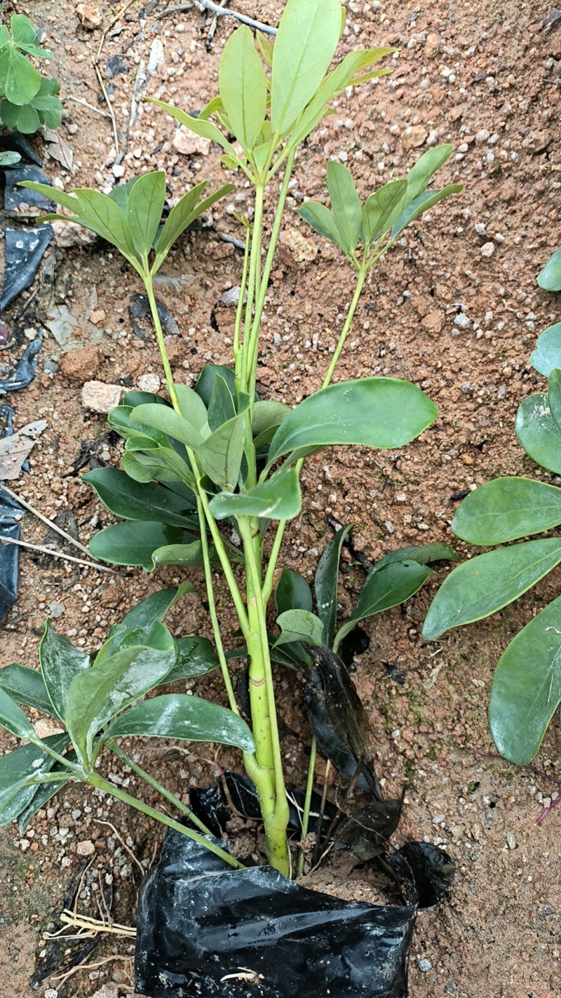 鸭脚木，鹅掌柴