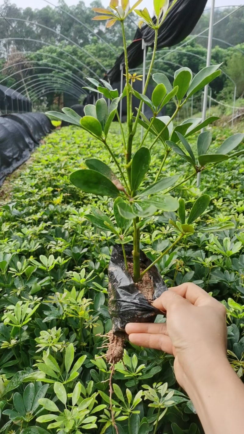鸭脚木，鹅掌柴