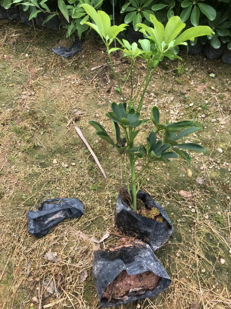 鸭脚木，鹅掌柴