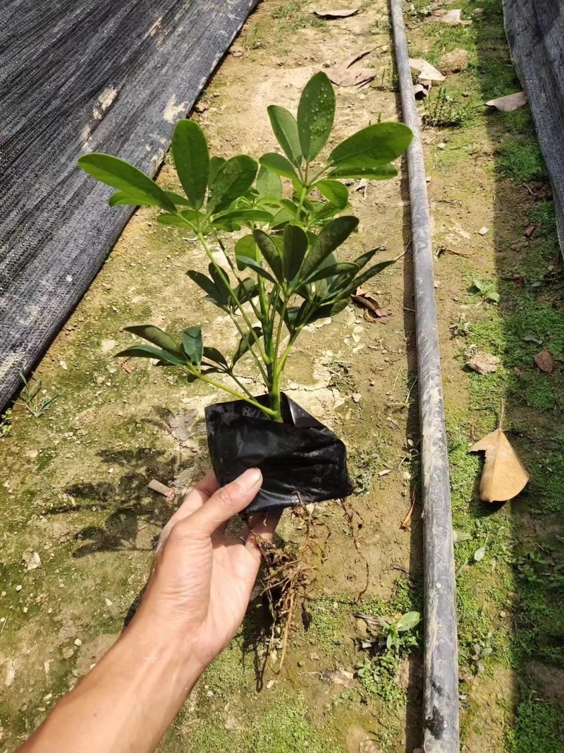 鸭脚木，鹅掌柴