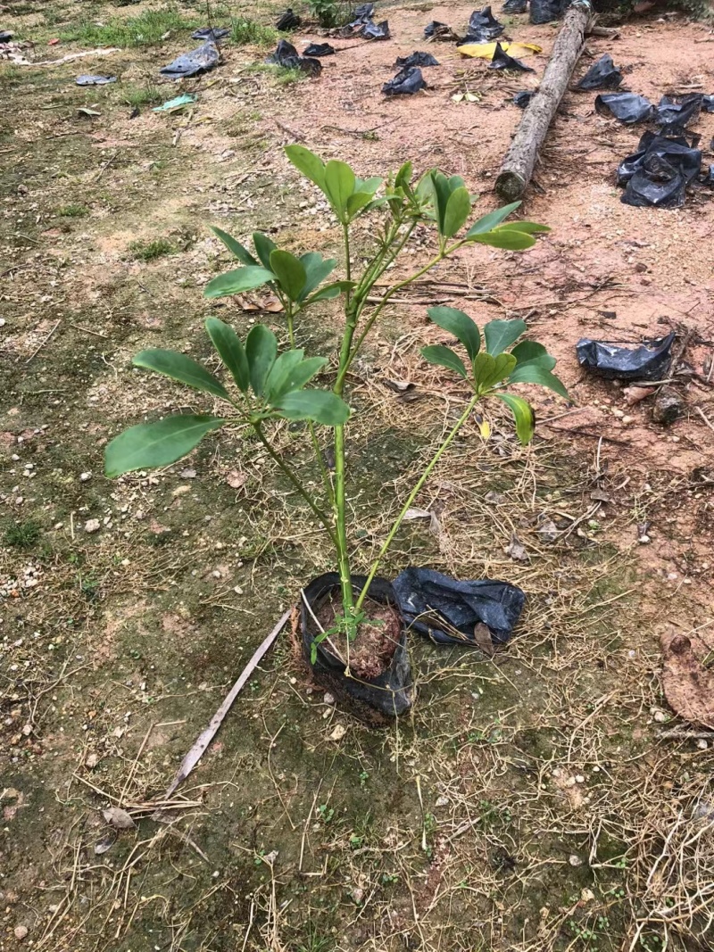 鸭脚木，鹅掌柴