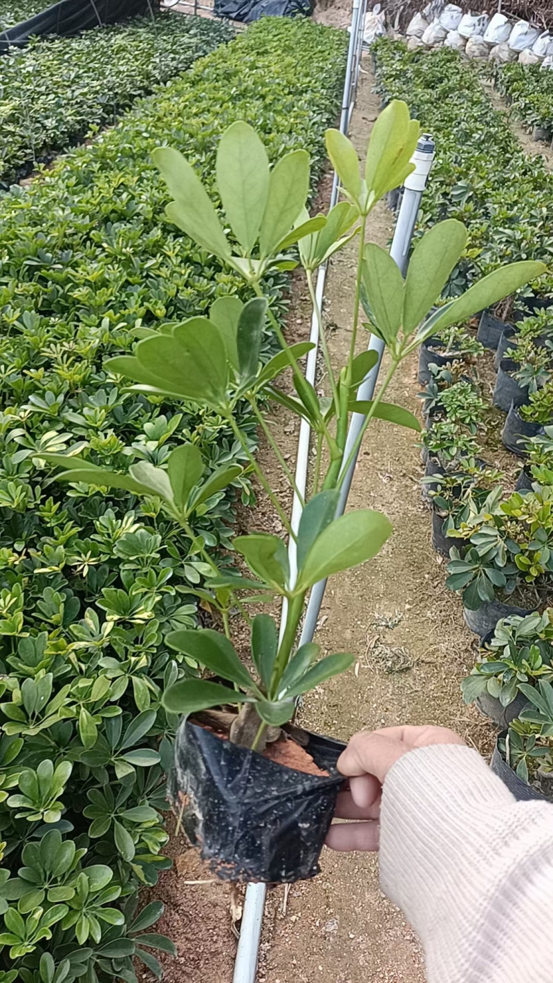鸭脚木，鹅掌柴