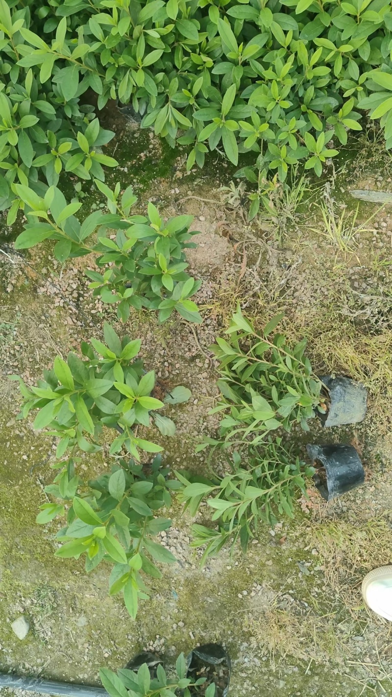 毛杜鹃