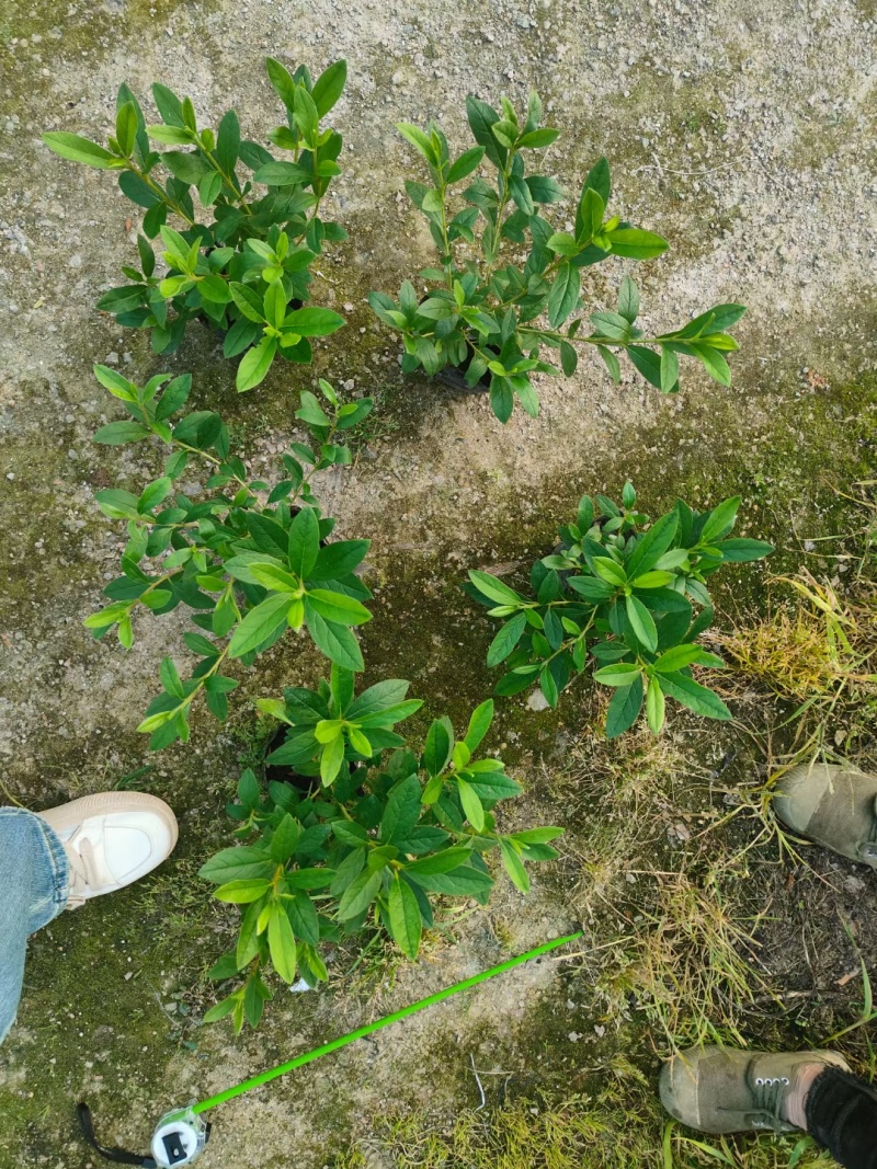 毛杜鹃