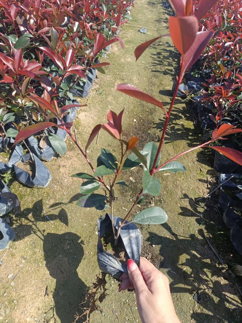 红叶石楠