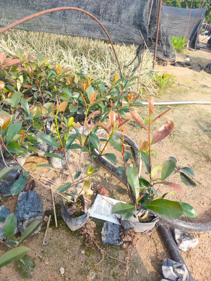 红叶石楠