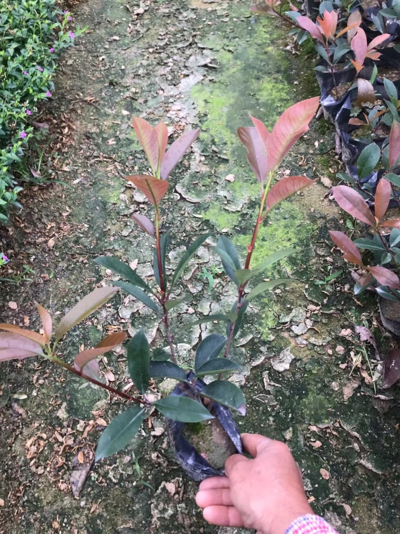 红叶石楠