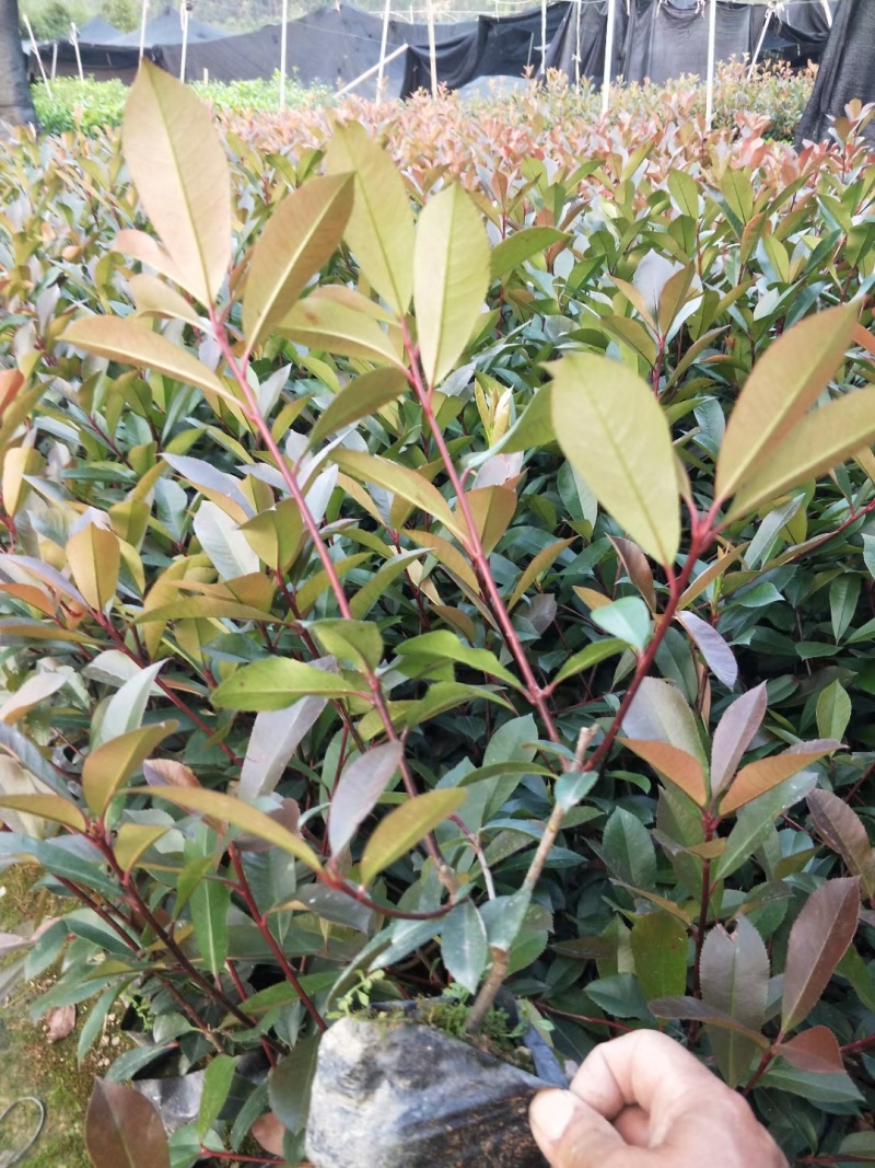 红叶石楠