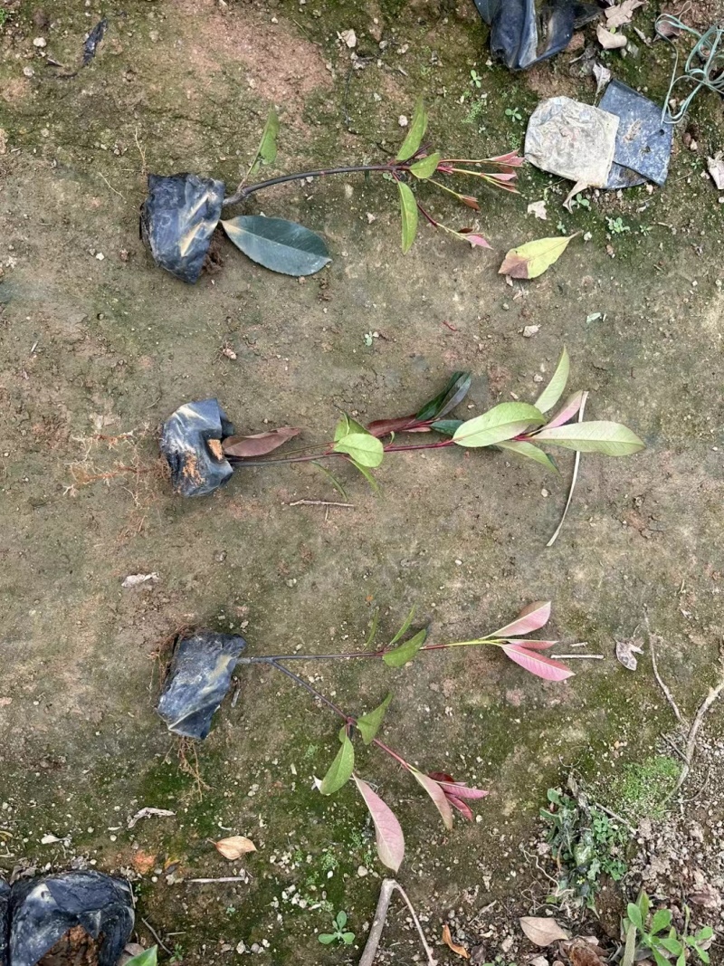 红叶石楠