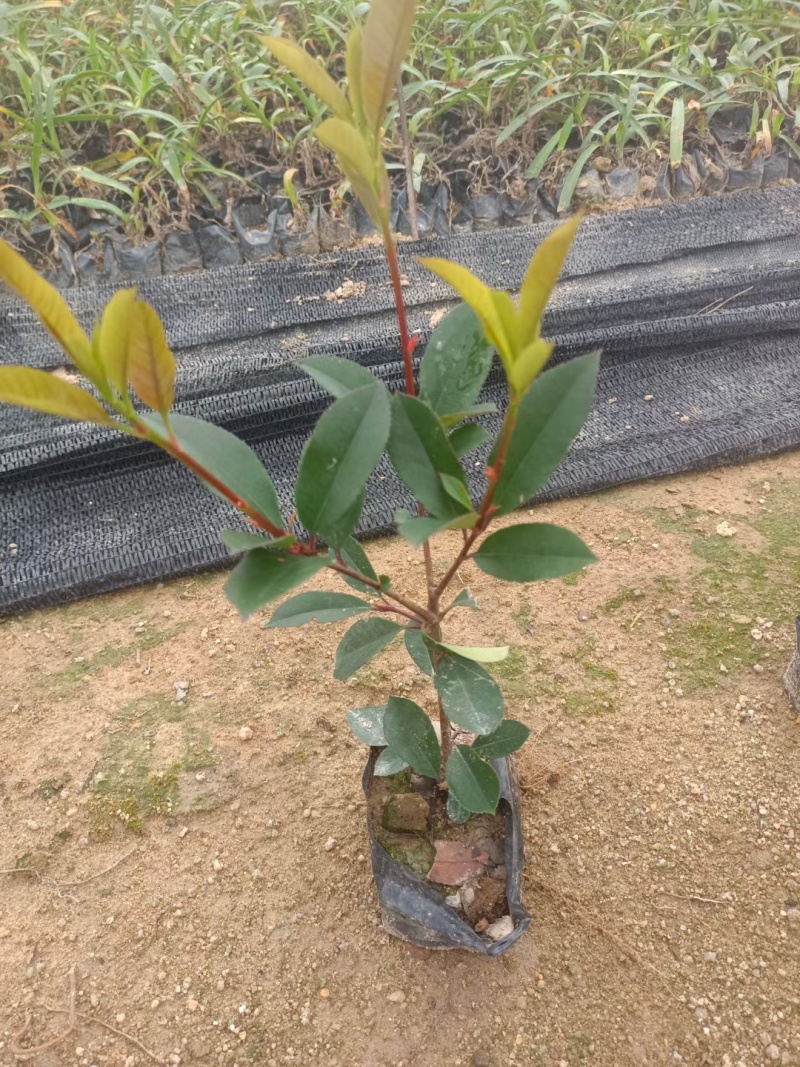 红叶石楠